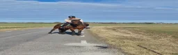 Allround hästar till salu: Ridtravare  - Annons 2