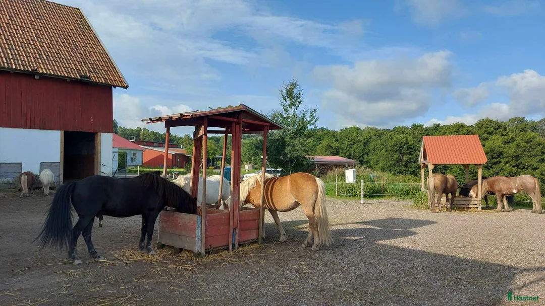  stallplats finnes: Lösdriftsplats i Sjuntorp - Annons 2