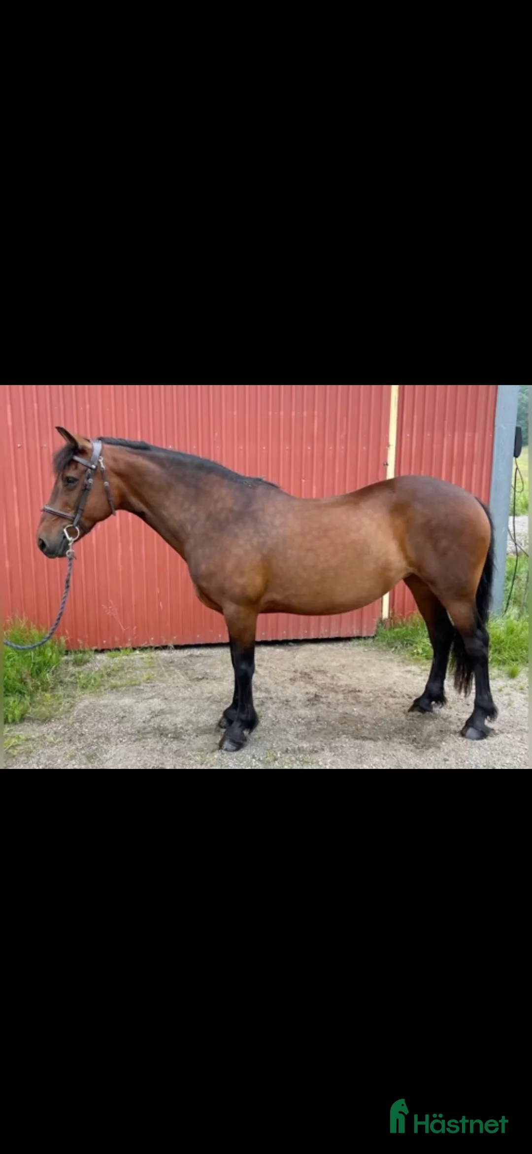 Allround hästar till salu: Världens finaste vän, Bella  - Annons 1