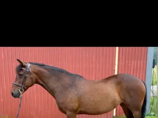 hästar Världens finaste vän, Bella - Annons 4