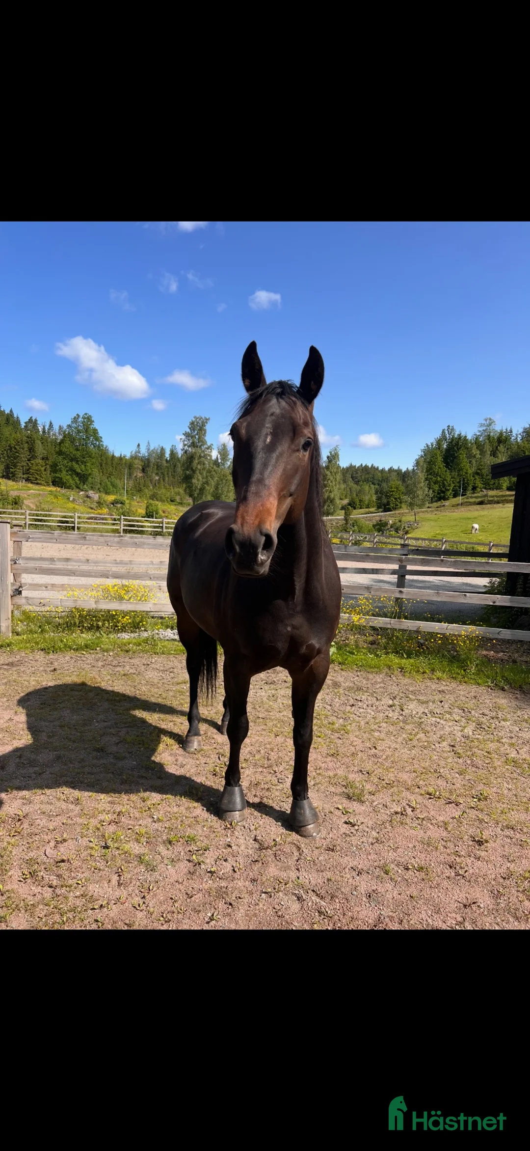 Western hästar till salu: Stor quartervalack i Landvetter - Annons 2