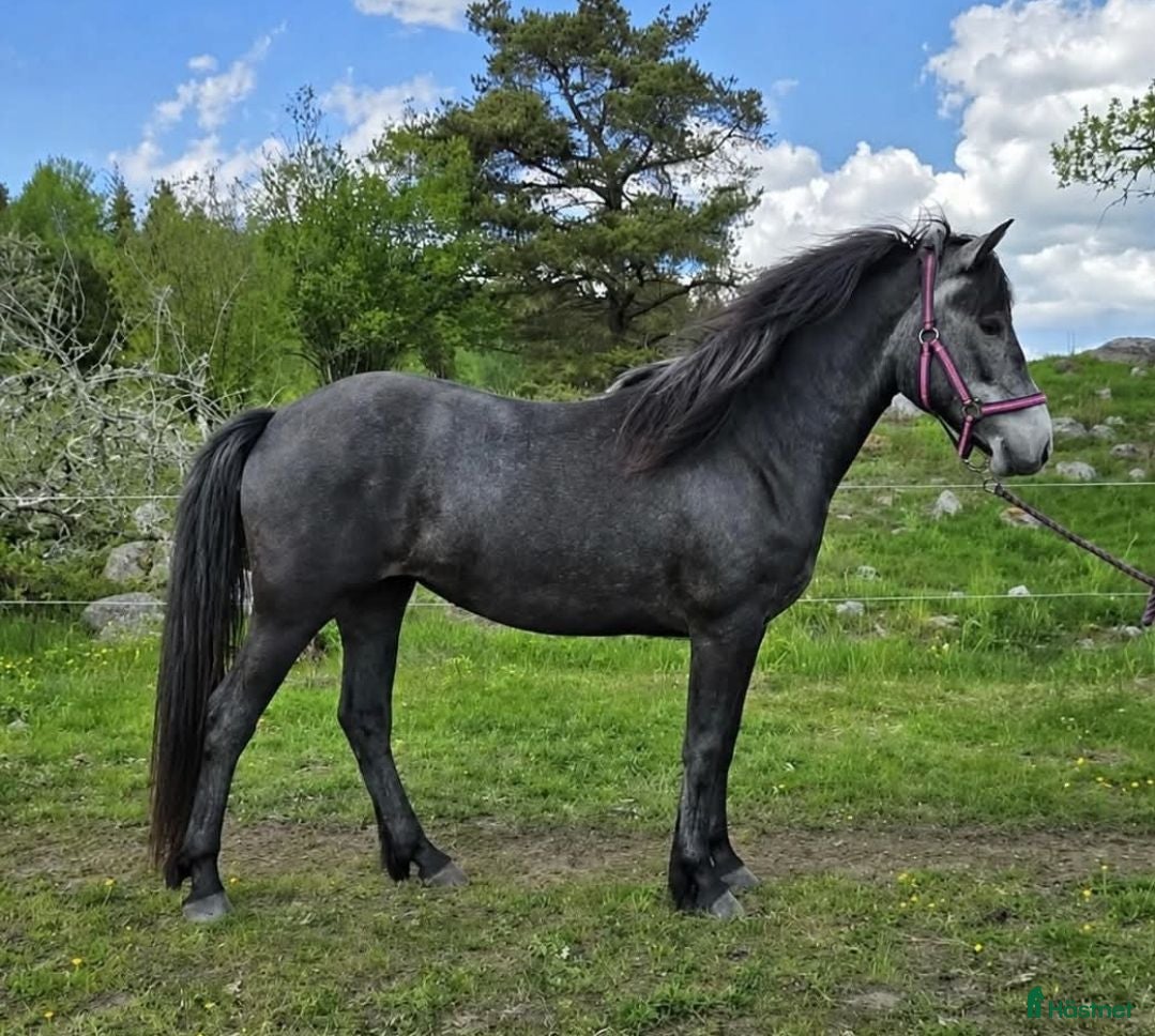  hästar Ungponny söker nytt hem - Annons 2