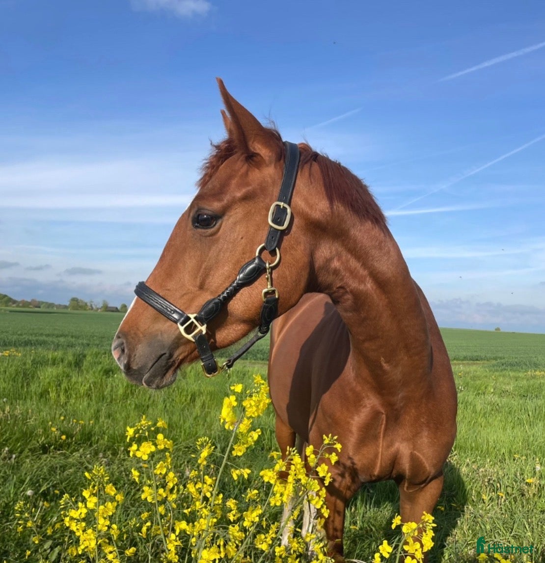  hästar Väldigt trevlig allround häst  - Annons 2