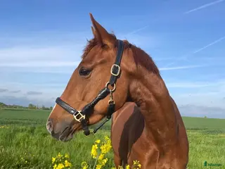 hästar Väldigt trevlig allround häst - Annons 2