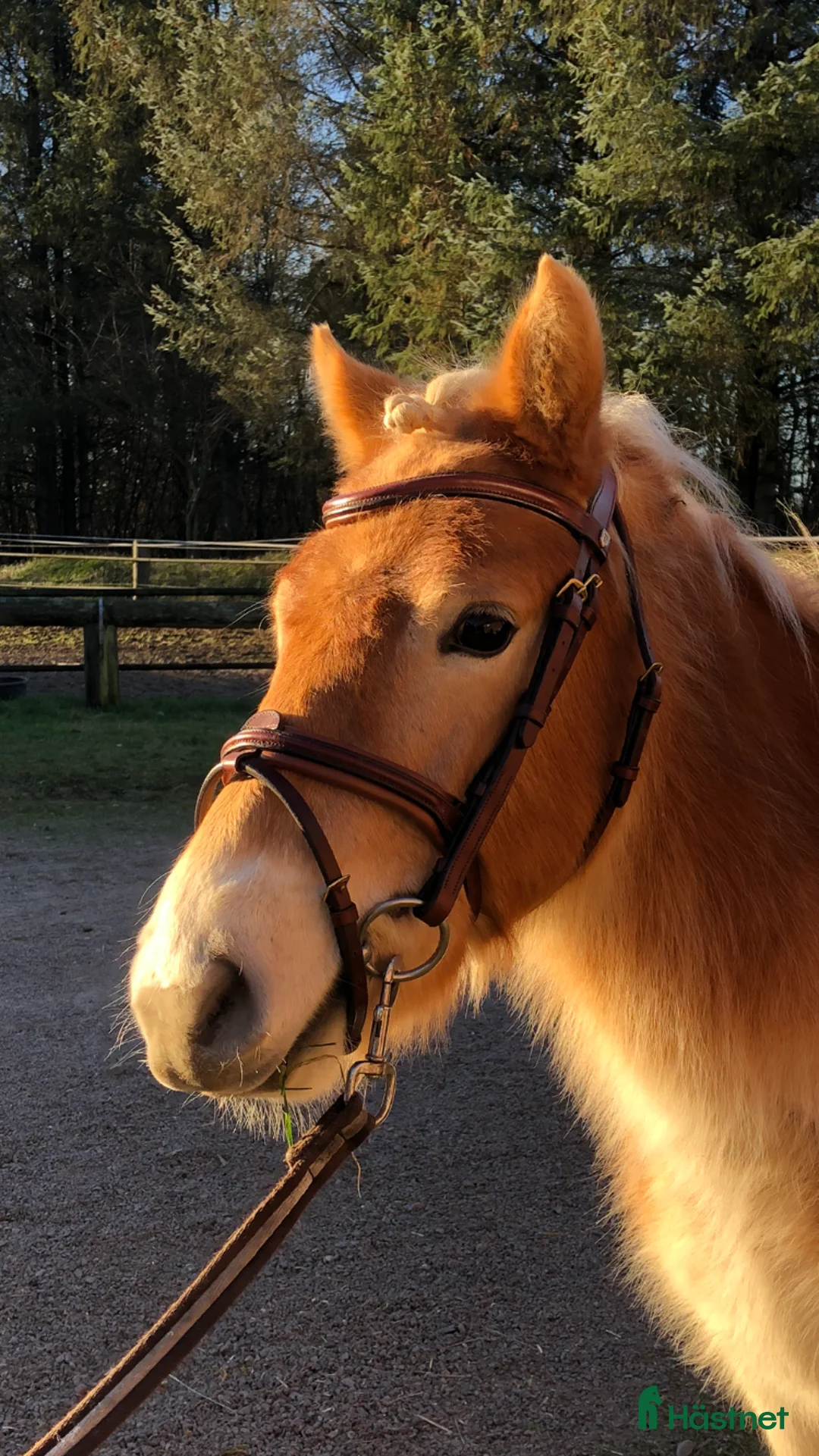 Körning hästar till salu: Genomsnäll toppstammad kvalitets ponny - Annons 3