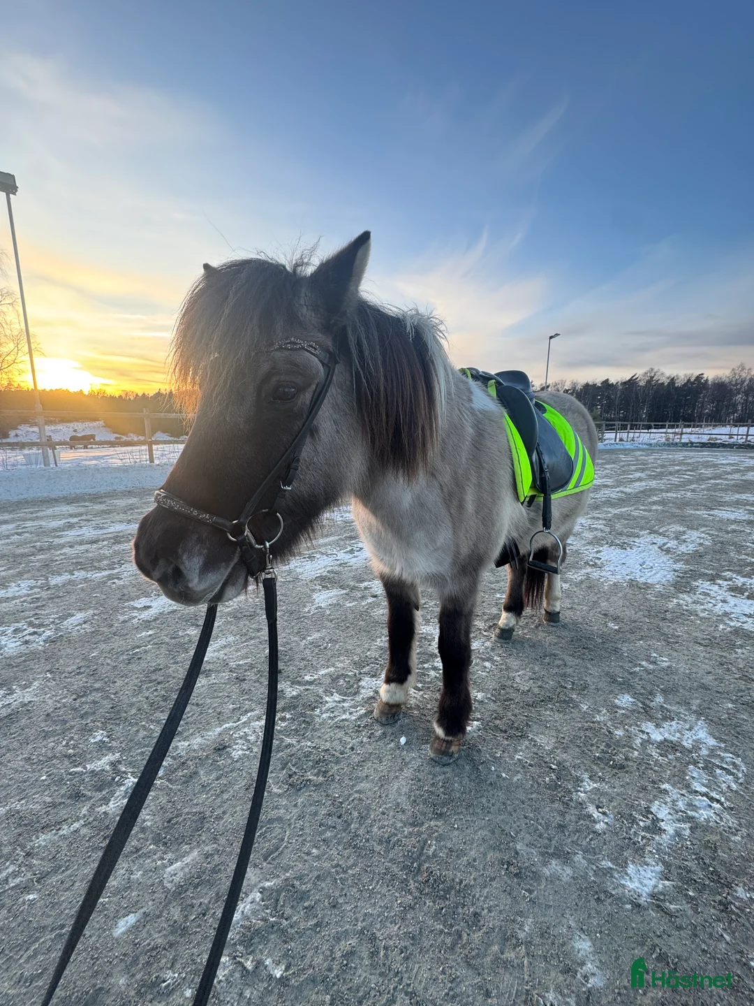 Island hästar till salu: Snällt sto född 2010 - Annons 5