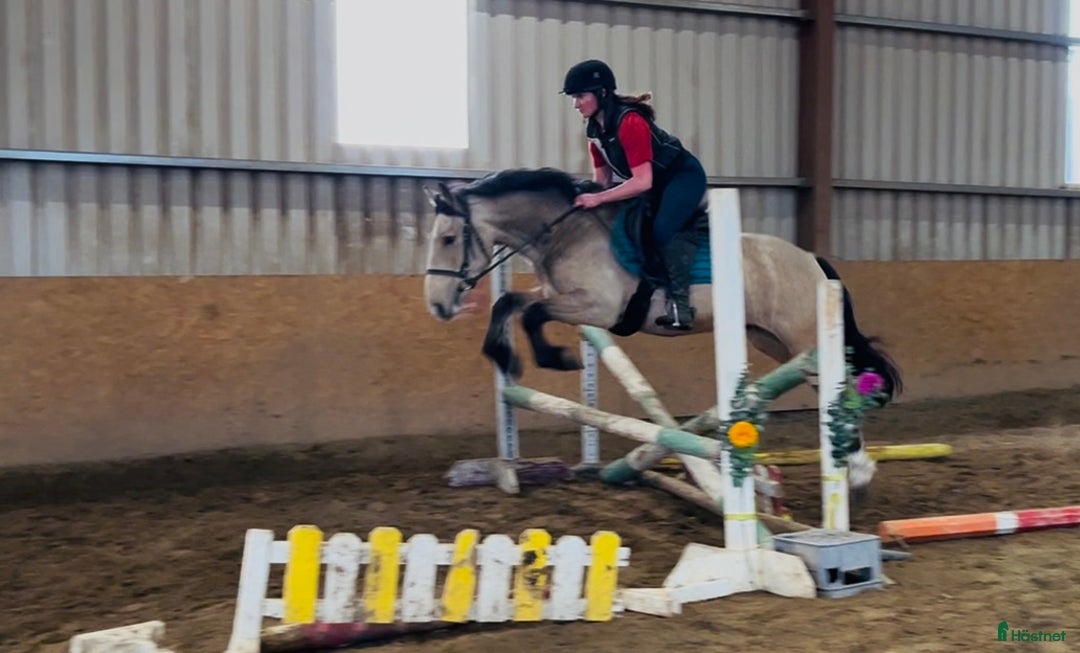 Allround hästar till salu: Gorgeous Dun Gelding i Ljungby - Annons 8