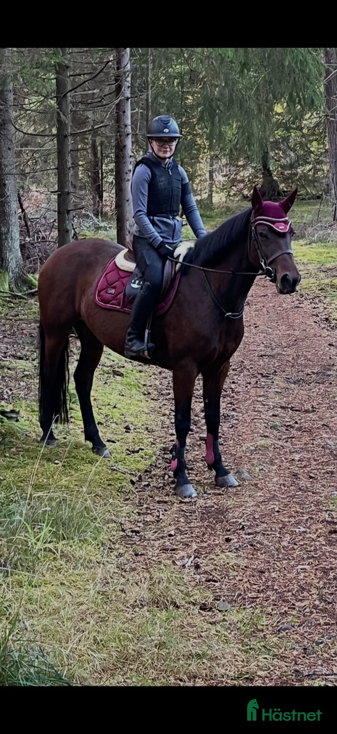 Allround hästar till salu: Jättefint connemarasto klass 1 - Annons 2