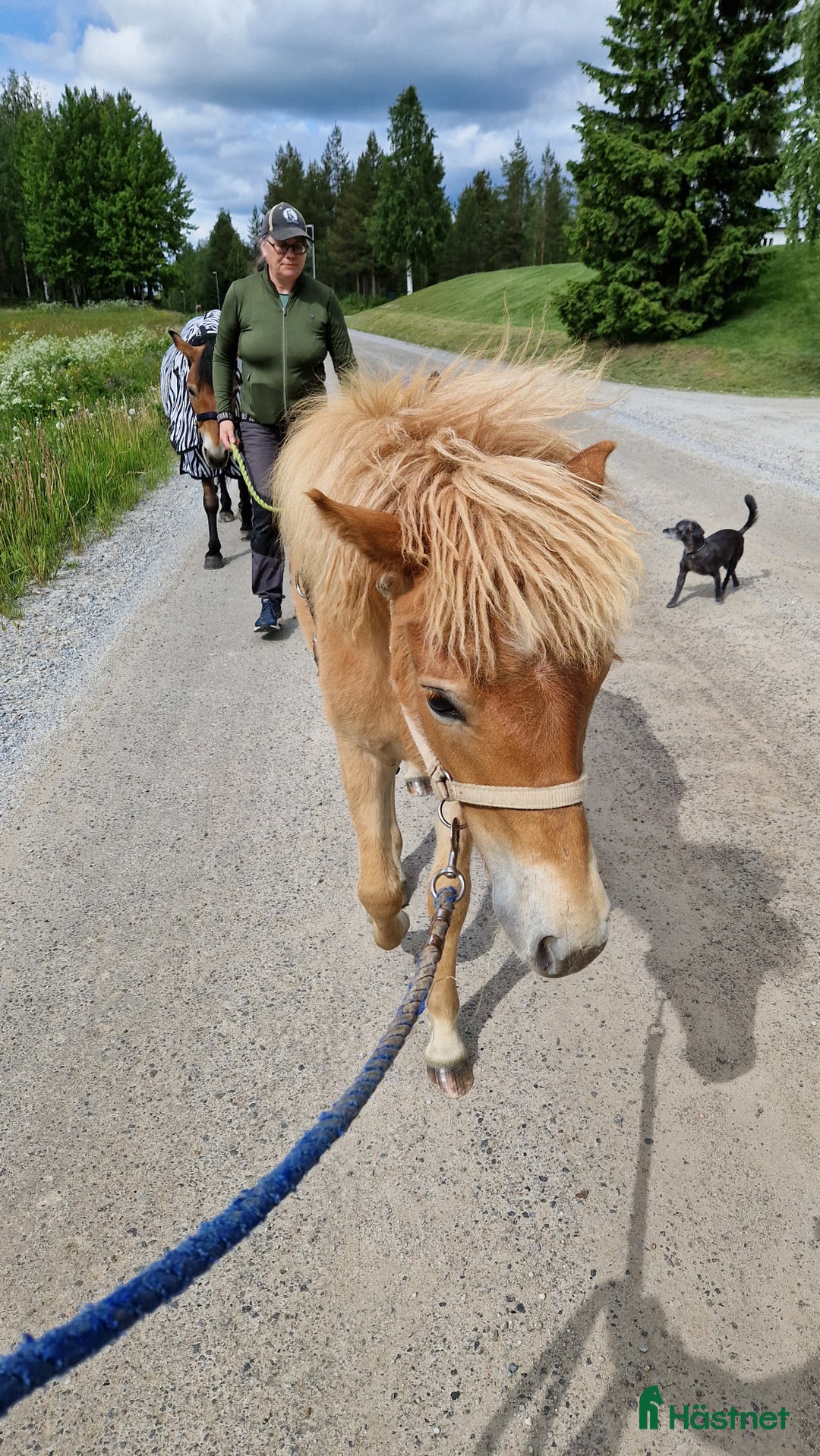 Allround hästar till salu: Tufft sto med potential i Svensbyn - Annons 4