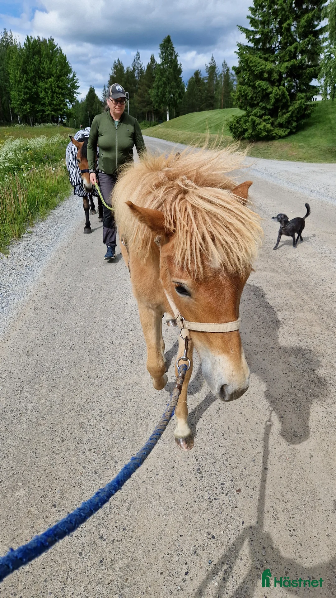 Allround hästar till salu: Tufft sto med potential i Svensbyn - Annons 4