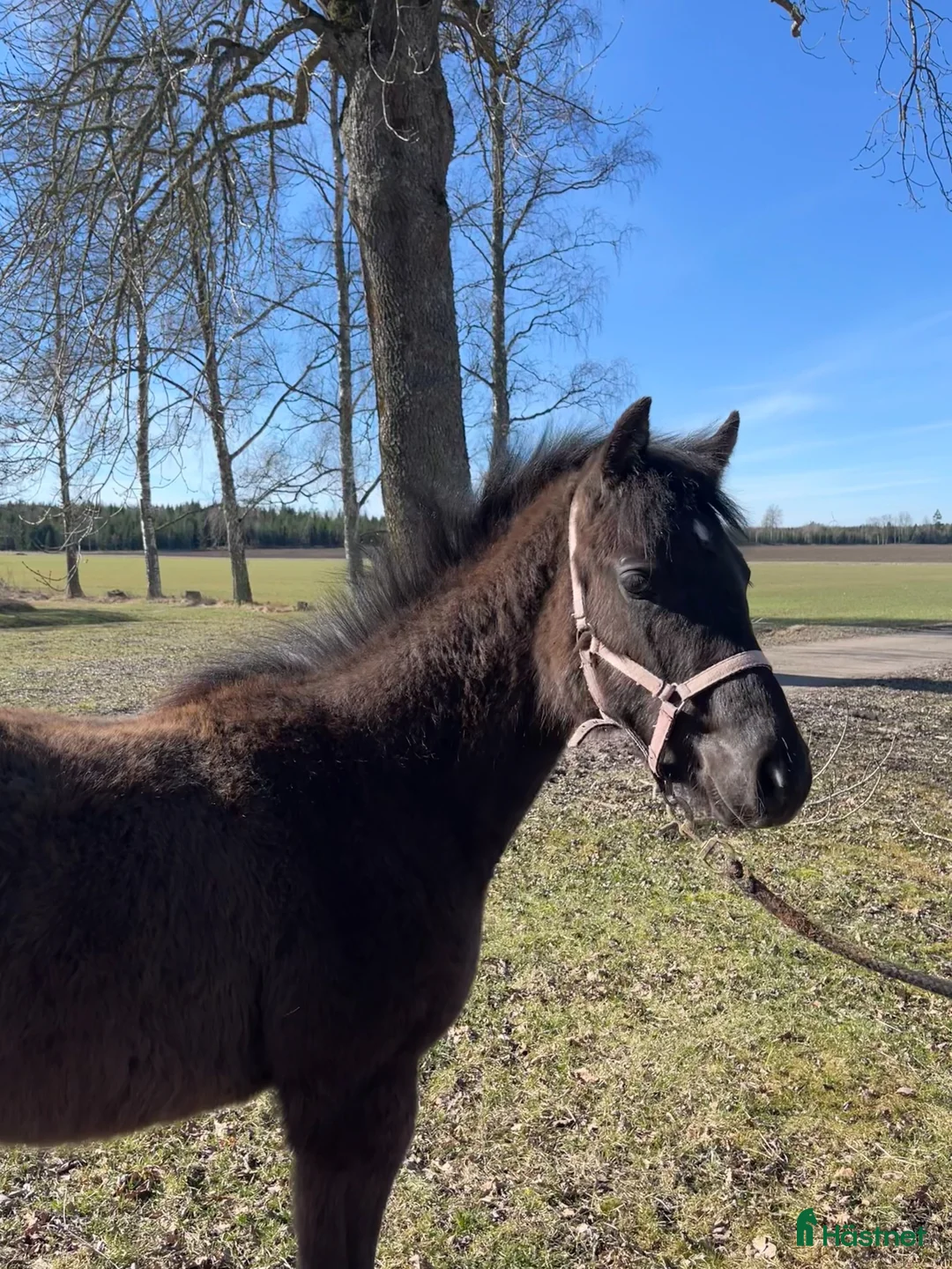 Allround hästar till salu: Socialt hingstföl med mycket karaktär - Annons 1