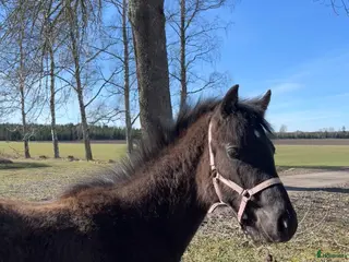 hästar Socialt hingstföl med mycket karaktär - Annons 17