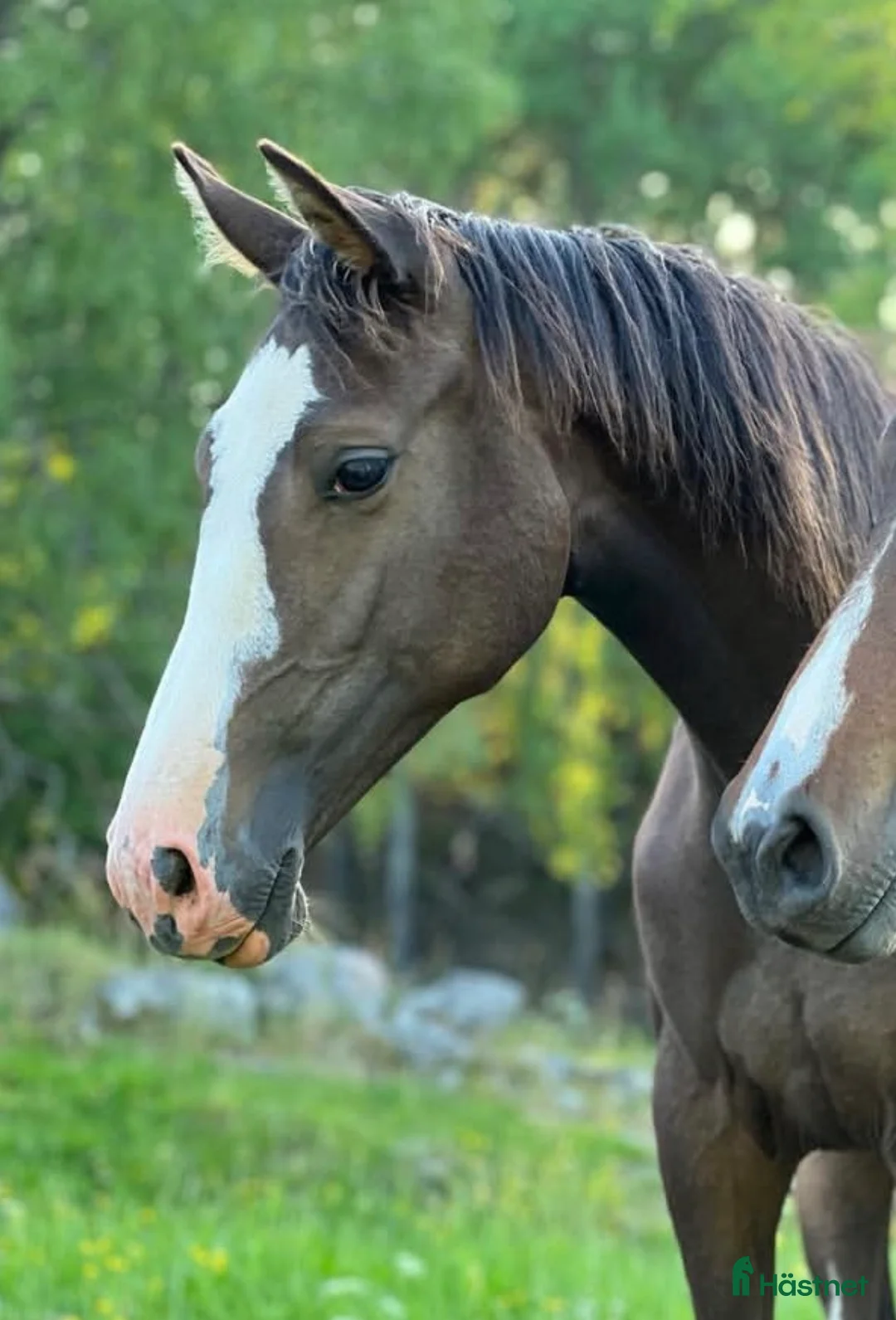 Sällskap hästar till salu: Vackert sto till sällskap/avel - Annons 2