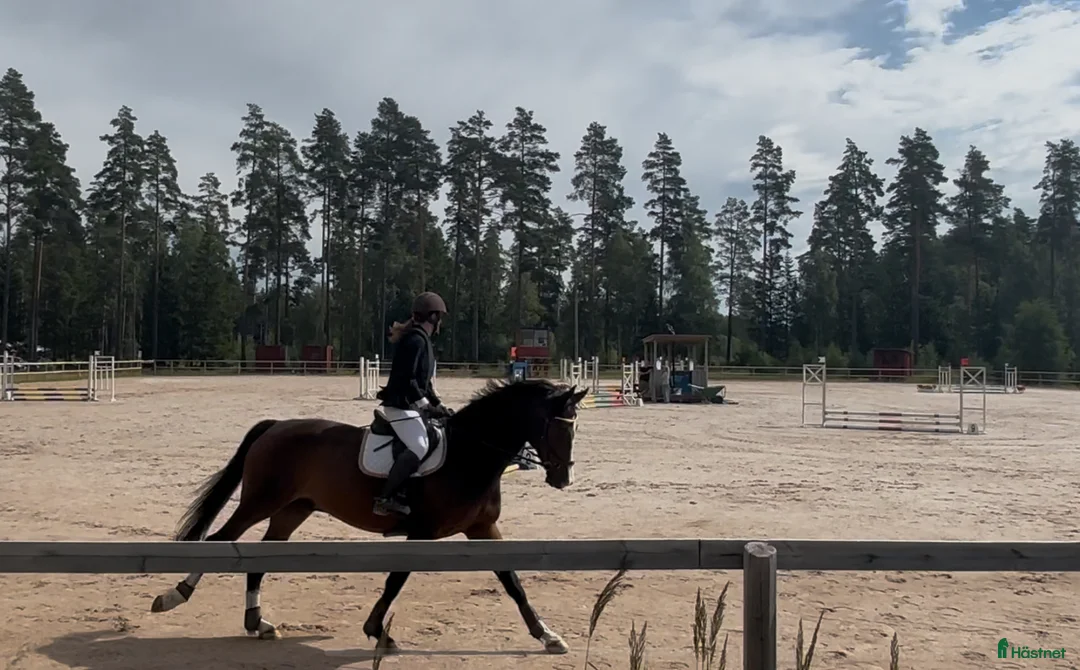  medryttarhäst finnes: Erfaren medryttare till häftig Swb hopp/dressyr i Västerhaninge - Annons 22