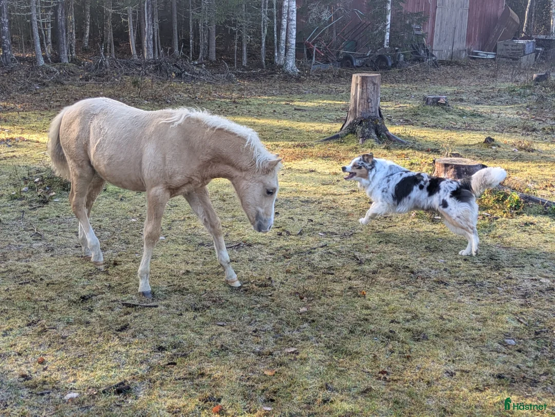 Allround hästar till salu: Vacker Lovande Kille . - Annons 8