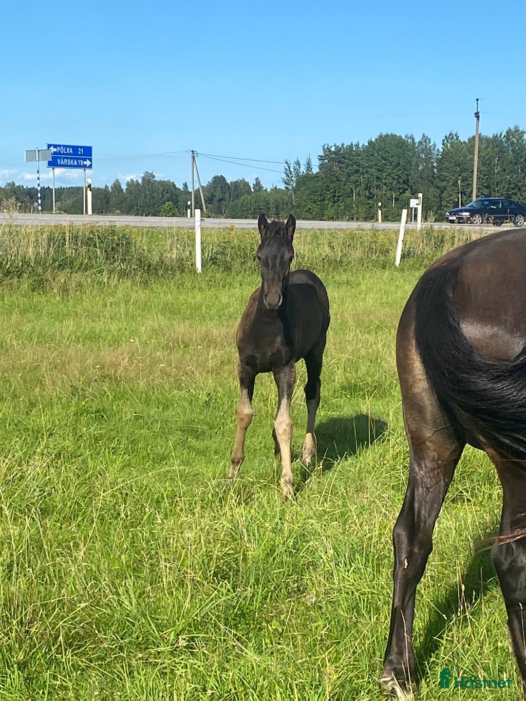 Allround hästar till salu: 2025 born colt  i Stockholm - Bild 5