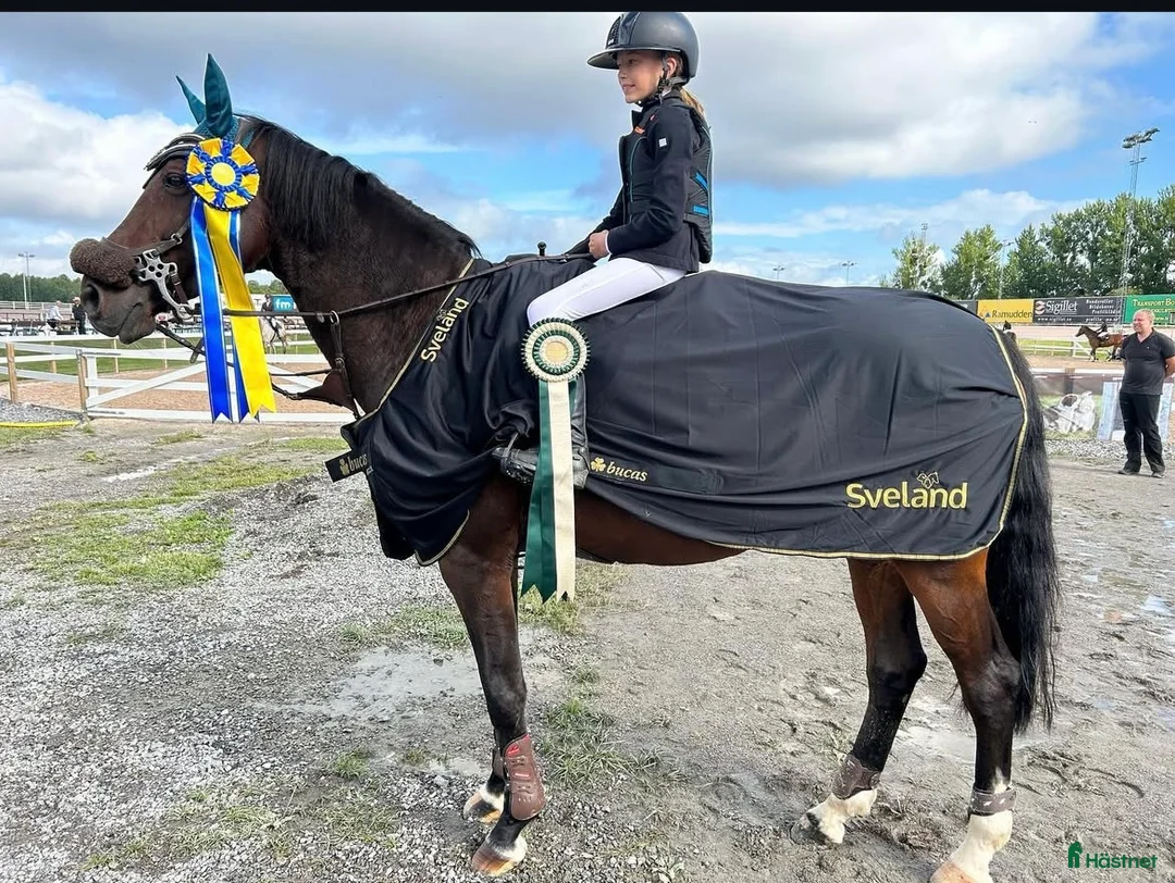 Hoppning hästar till salu: Häst för satsande children lr Junior  - Annons 6