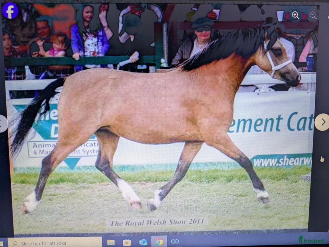 Avelshästar hästar till salu: Avelssto med guldkant. - Annons 3