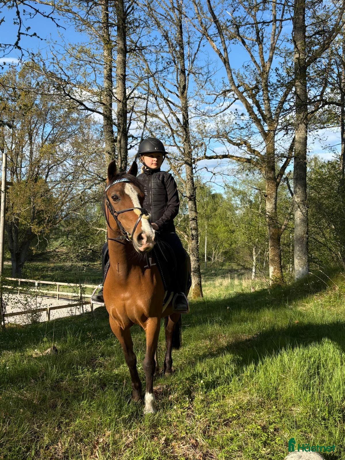  hästar Snygg allround/dressyrponny - Annons 11