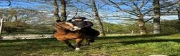 Dressyr hästar till salu: Snygg allround/dressyrponny - Annons 4