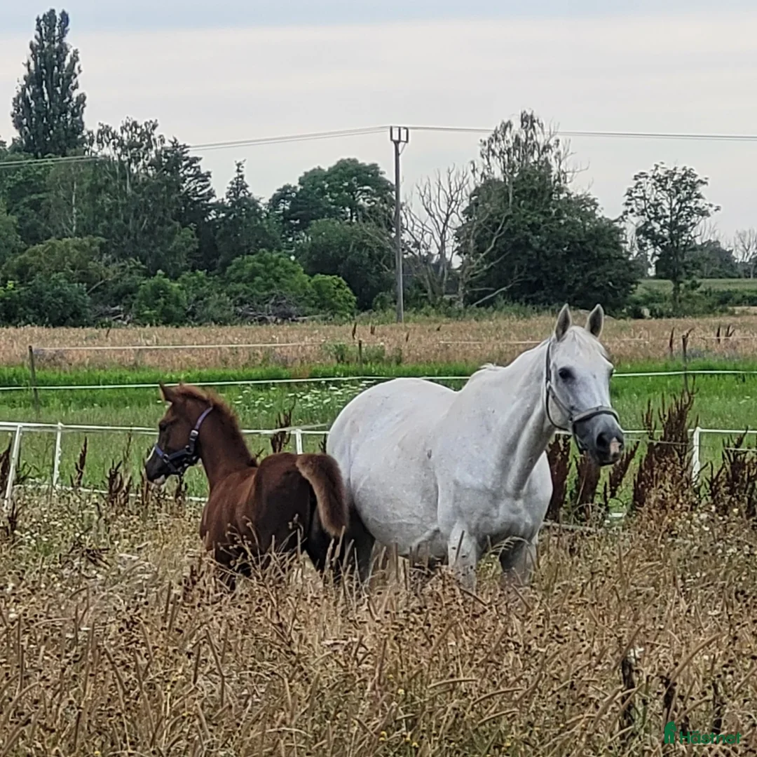 Avelshästar hästar till salu: Högklassigt avelssto - Annons 2