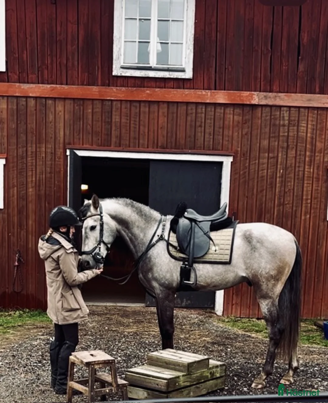 Dressyr hästar till salu: Charmig PRE-valack med stor utvecklingspotential - Annons 4