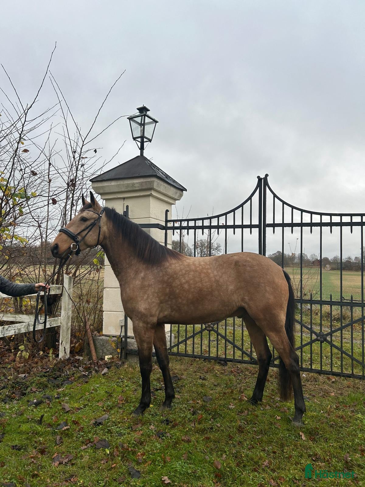  hästar Ung Lusitano valack med stor utvecklings potential i Stallarholmen - Annons 16