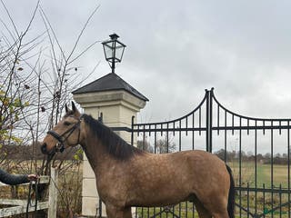hästar Svenskfödd Lusitano valack - Annons 2
