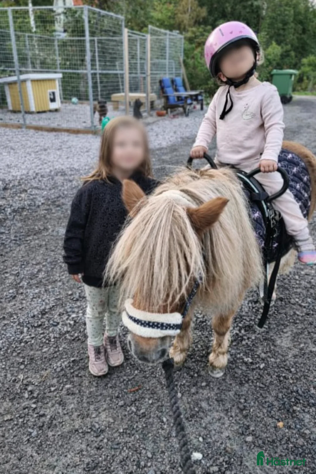 Allround hästar till salu: Valack – världens snällaste barnponny - Annons 2