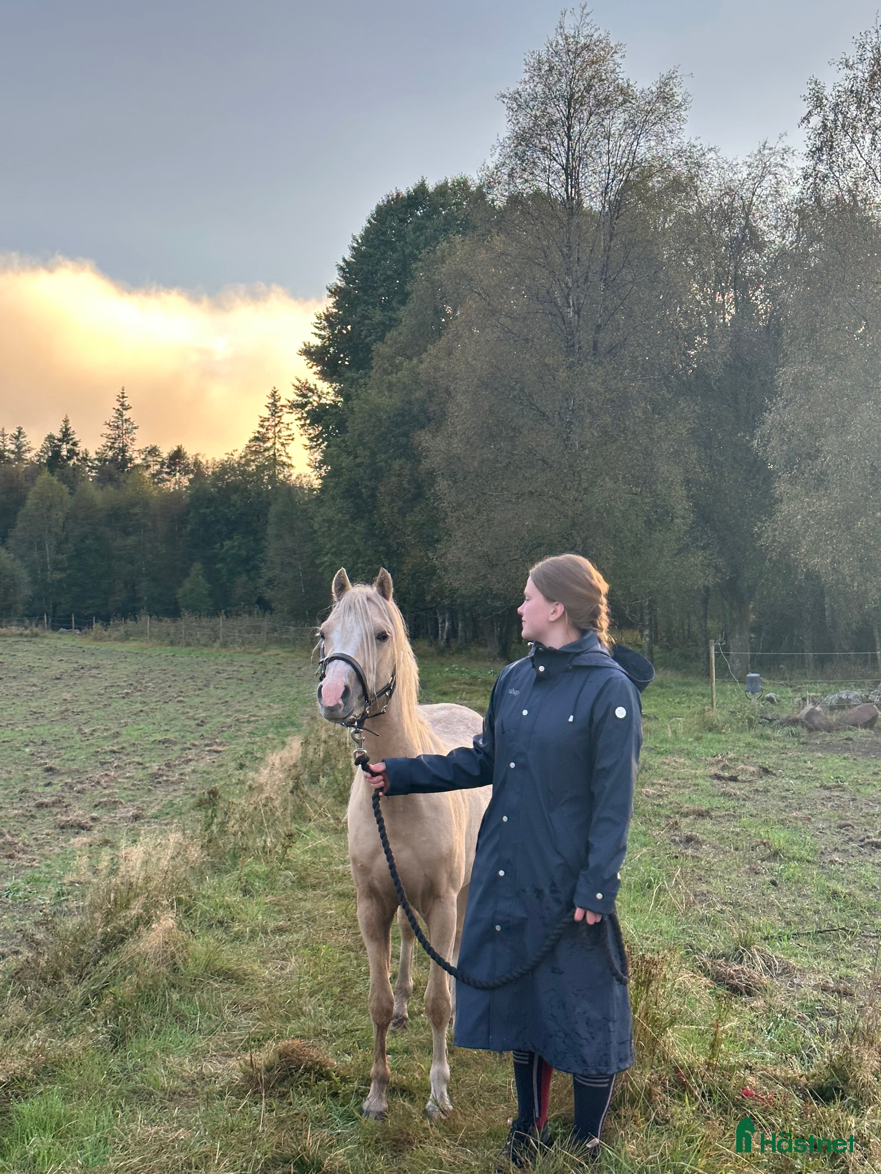  hästar Söt ponny redo för framtiden i Broaryd - Annons 17