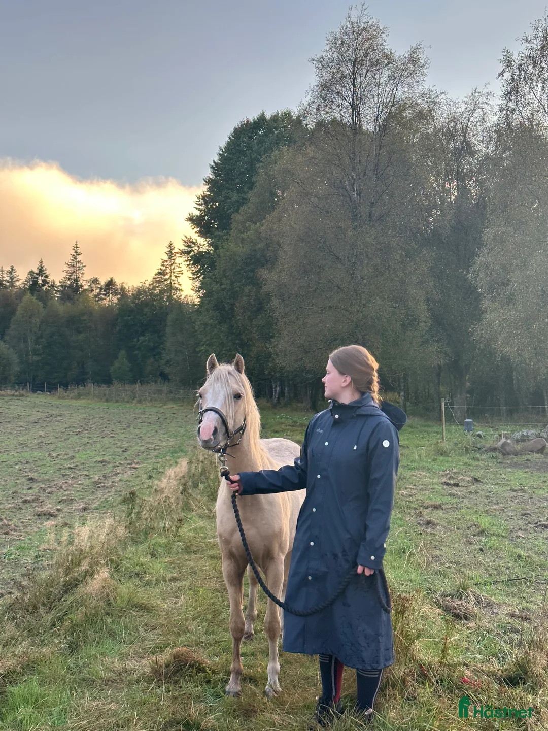 Allround hästar till salu: Söt ponny redo för framtiden i Broaryd - Annons 1