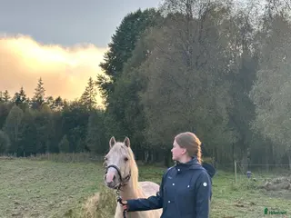 hästar Söt ponny redo för framtiden i Broaryd - Annons 17