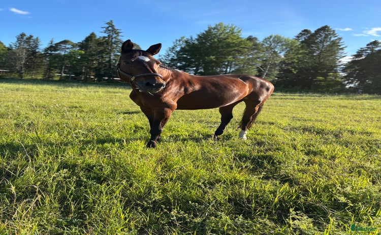  hästar i Gävle - Annons 2