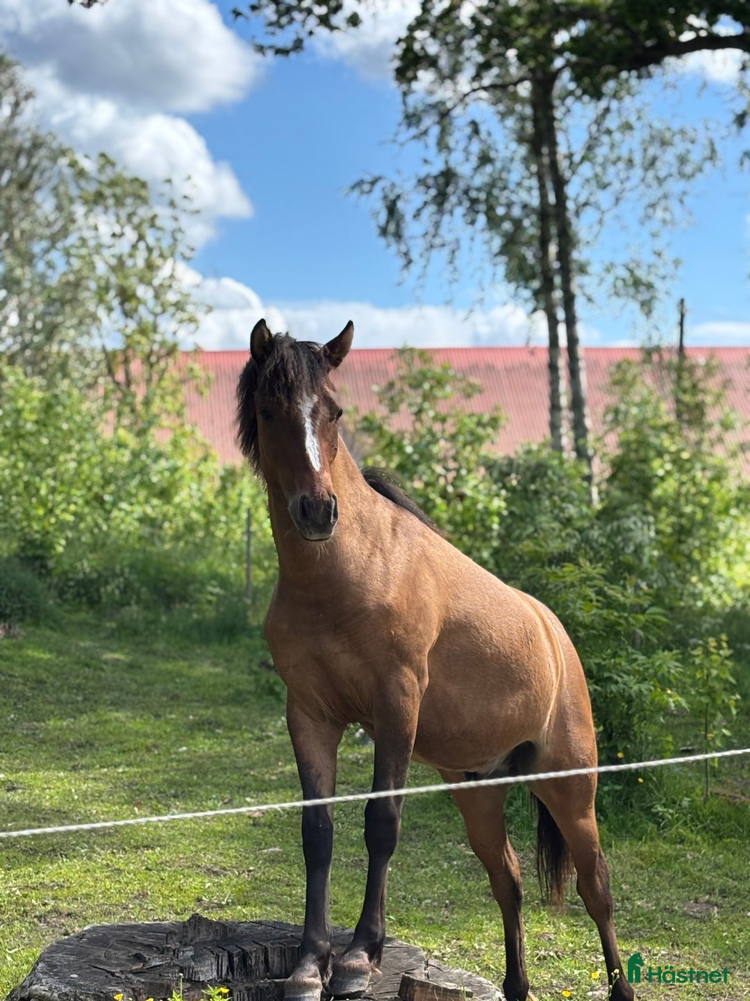Hoppning hästar till salu: Lovande , charmig ponny i Köping - Annons 4