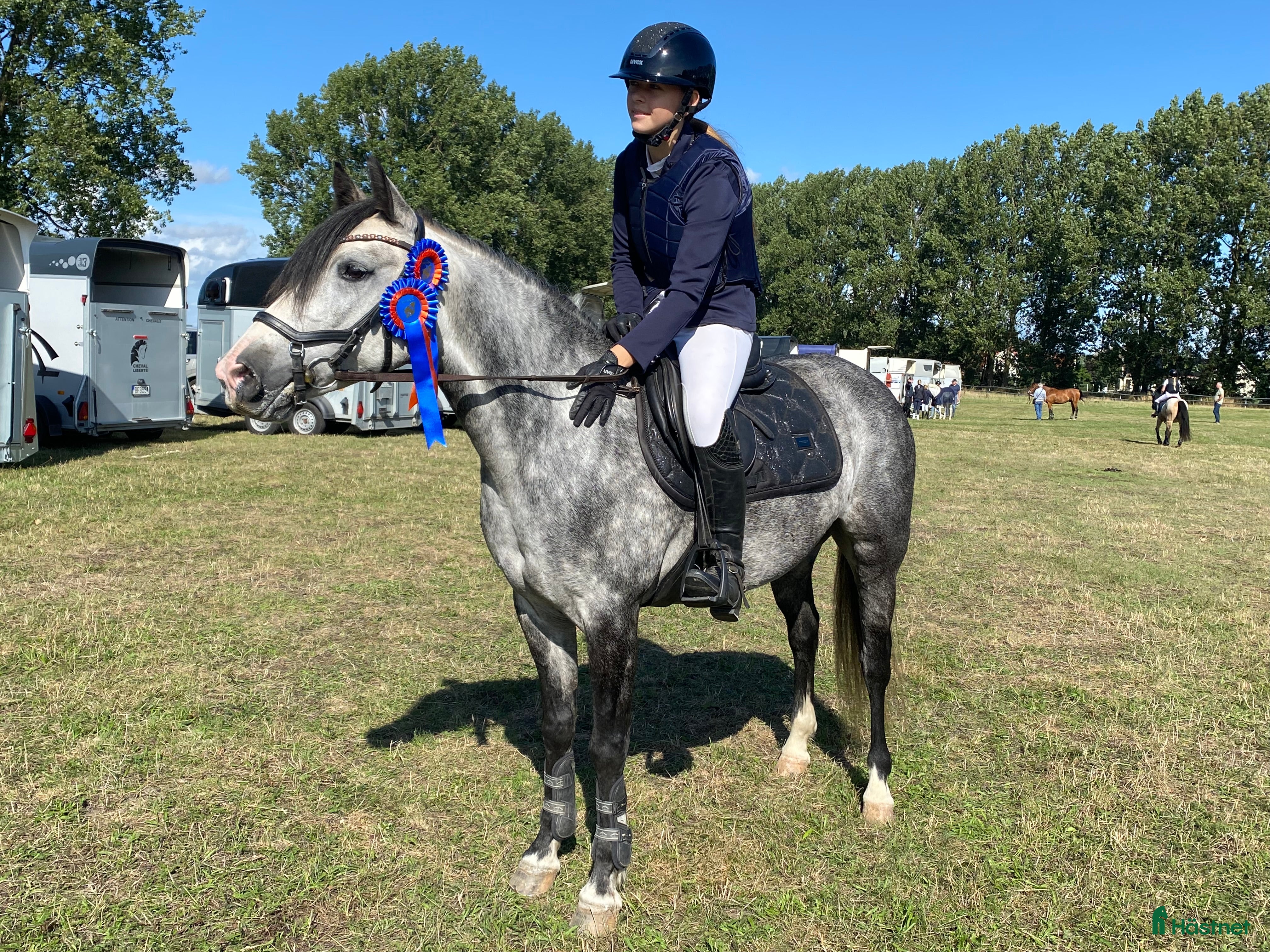  hästar Fina ponnyer söker nya hem  - Annons 17