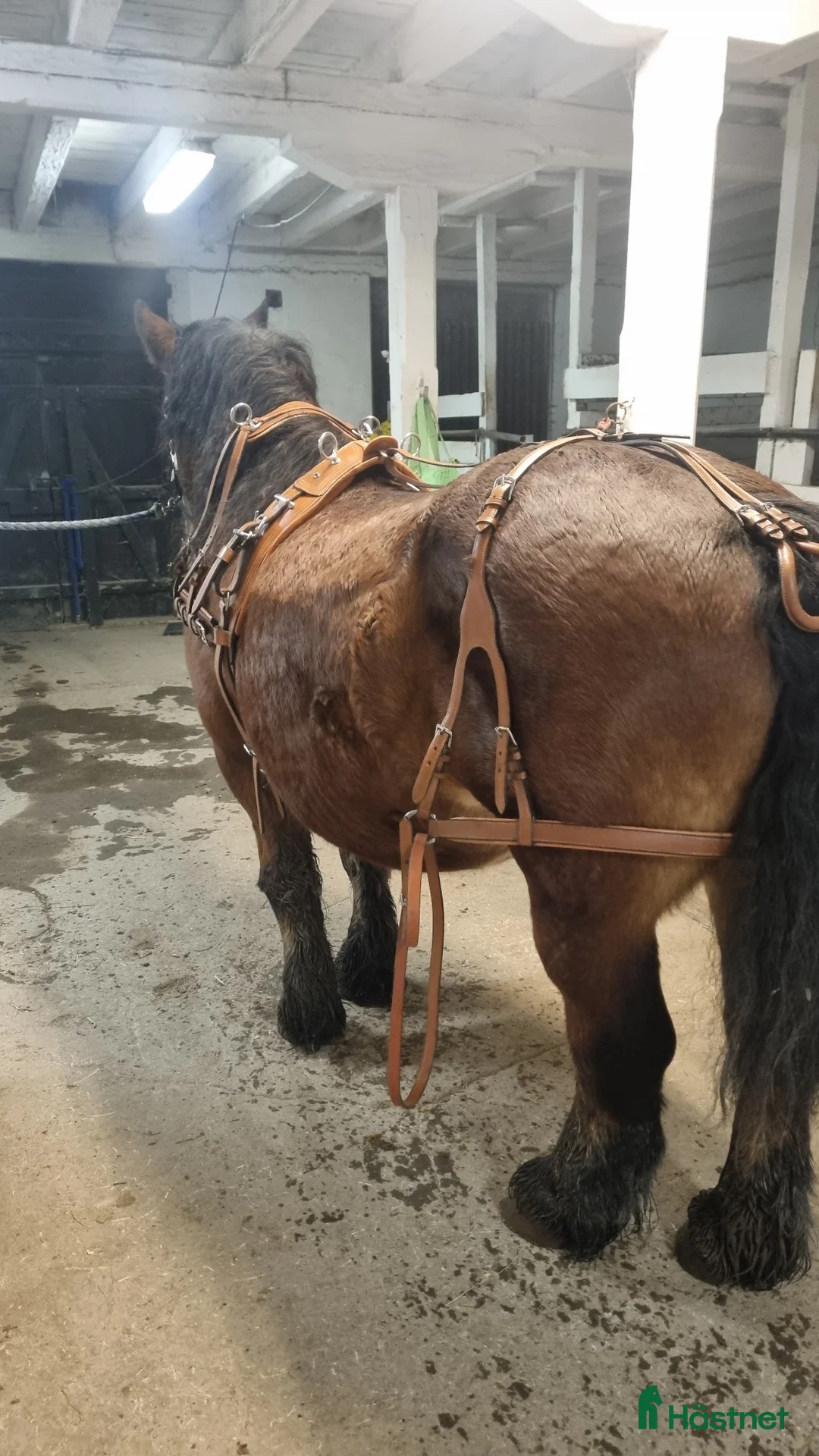 Körselar körning till salu: Cognac färgad bröstsele X-full i Eskilstuna - Annons 10