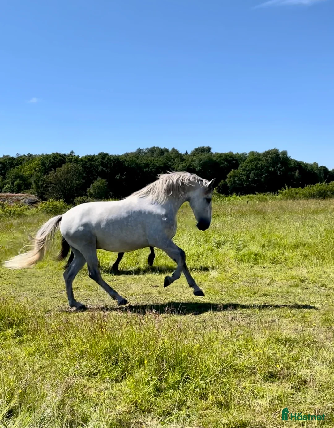 Akademiskt hästar till salu: Vacker PRE-vallack. i Hunnebostrand - Annons 2