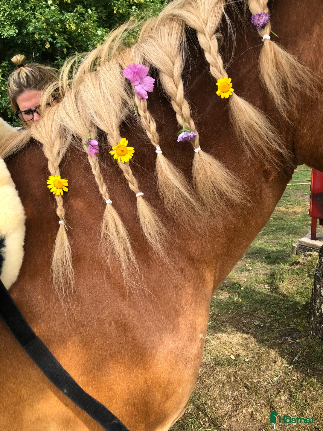 Allround hästar sökes: Sommarhäst sökes ☀️ - Annons 2