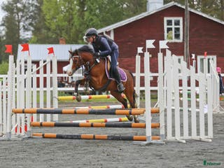 hästar Framtida B-Ponny för tävling, Ametist - Annons 2