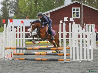 Allround hästar till salu: Framtida B-Ponny för tävling, Ametist i Robertsfors Ö - Annons 1