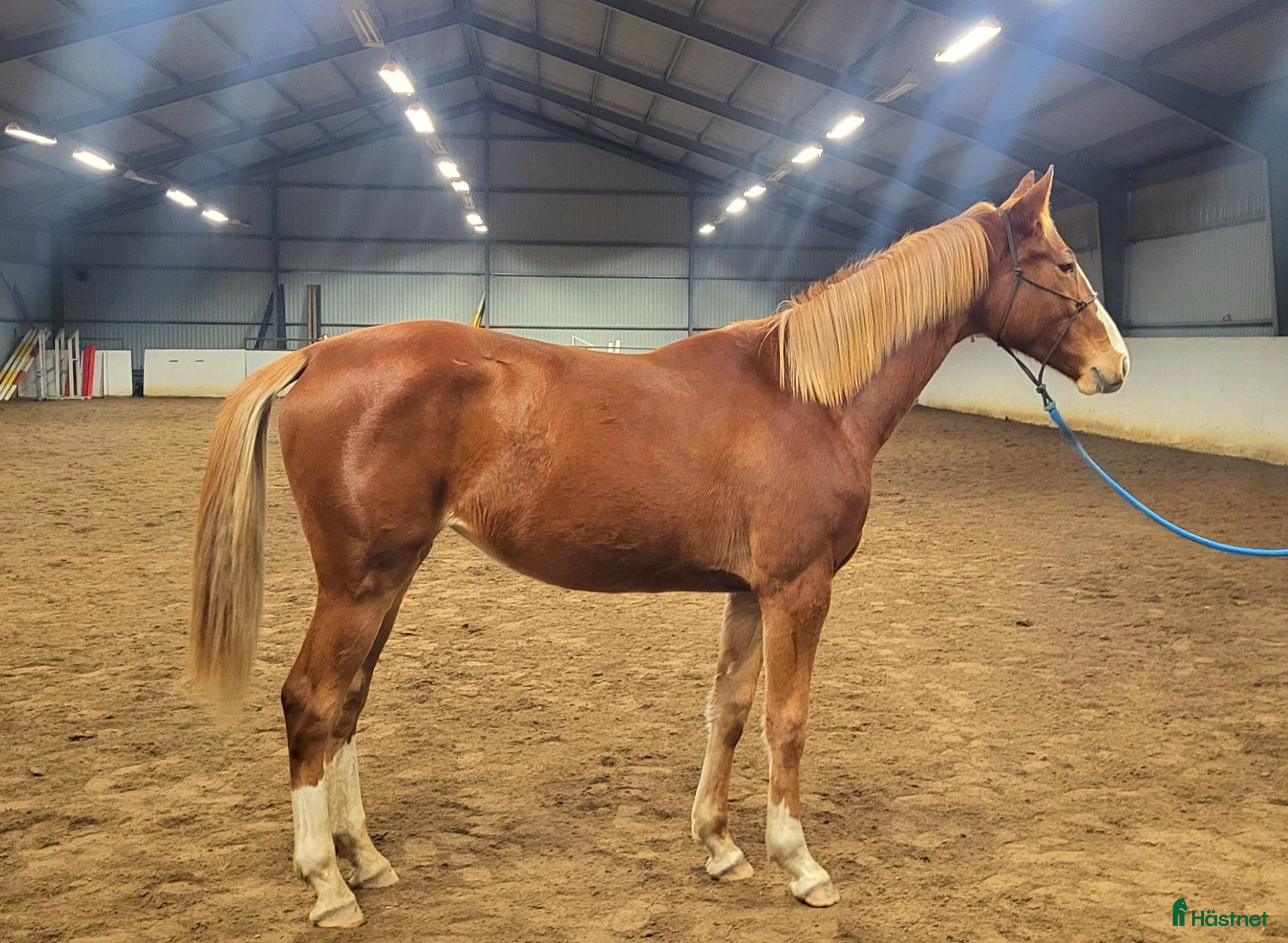  hästar Lovande hopphäst - Annons 8