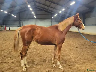 hästar Lovande hopphäst - Annons 8