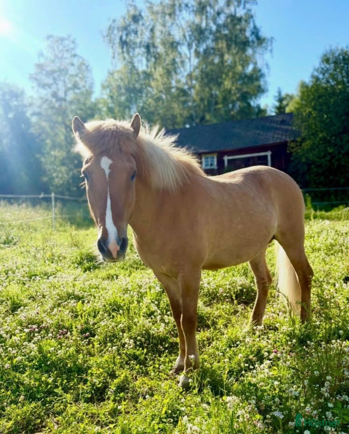  hästar Din nya bästavän - Annons 1