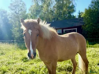 Island hästar till salu: Din nya bästavän - Annons 1