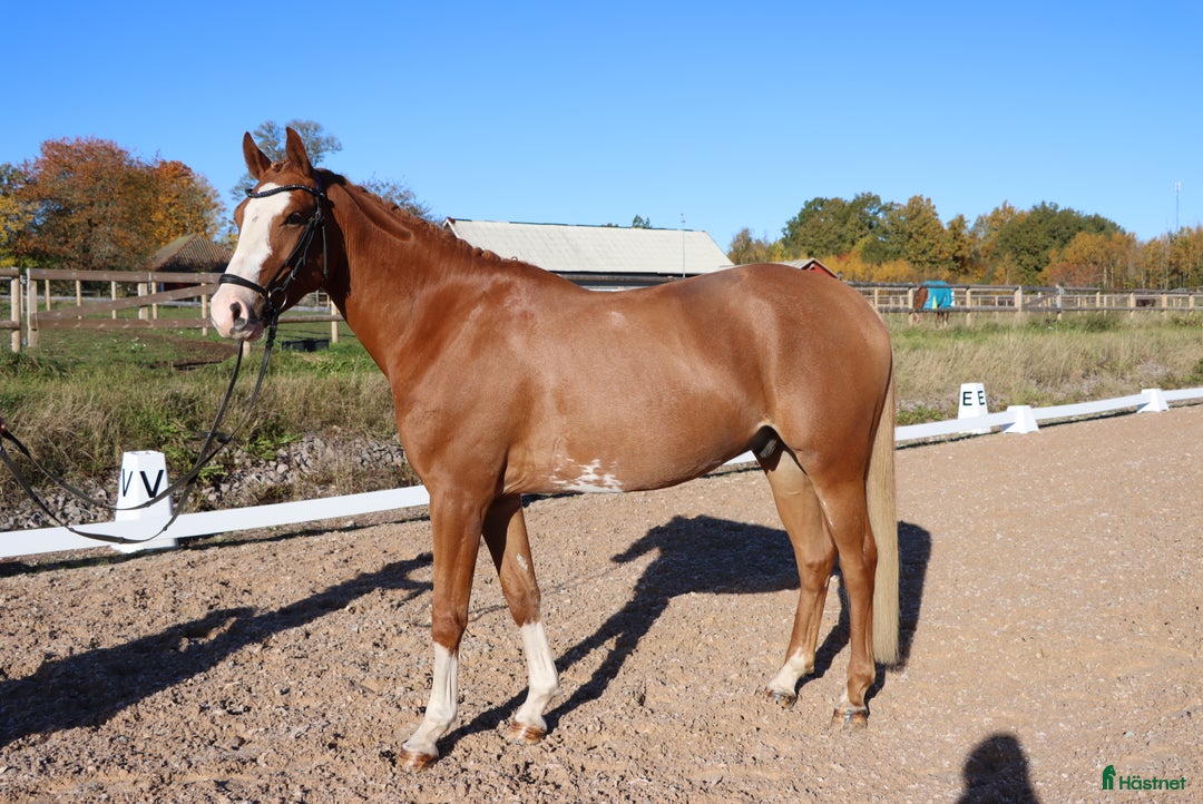 Allround hästar till salu: Formbar framtida stjärna! i Tranås - Annons 2