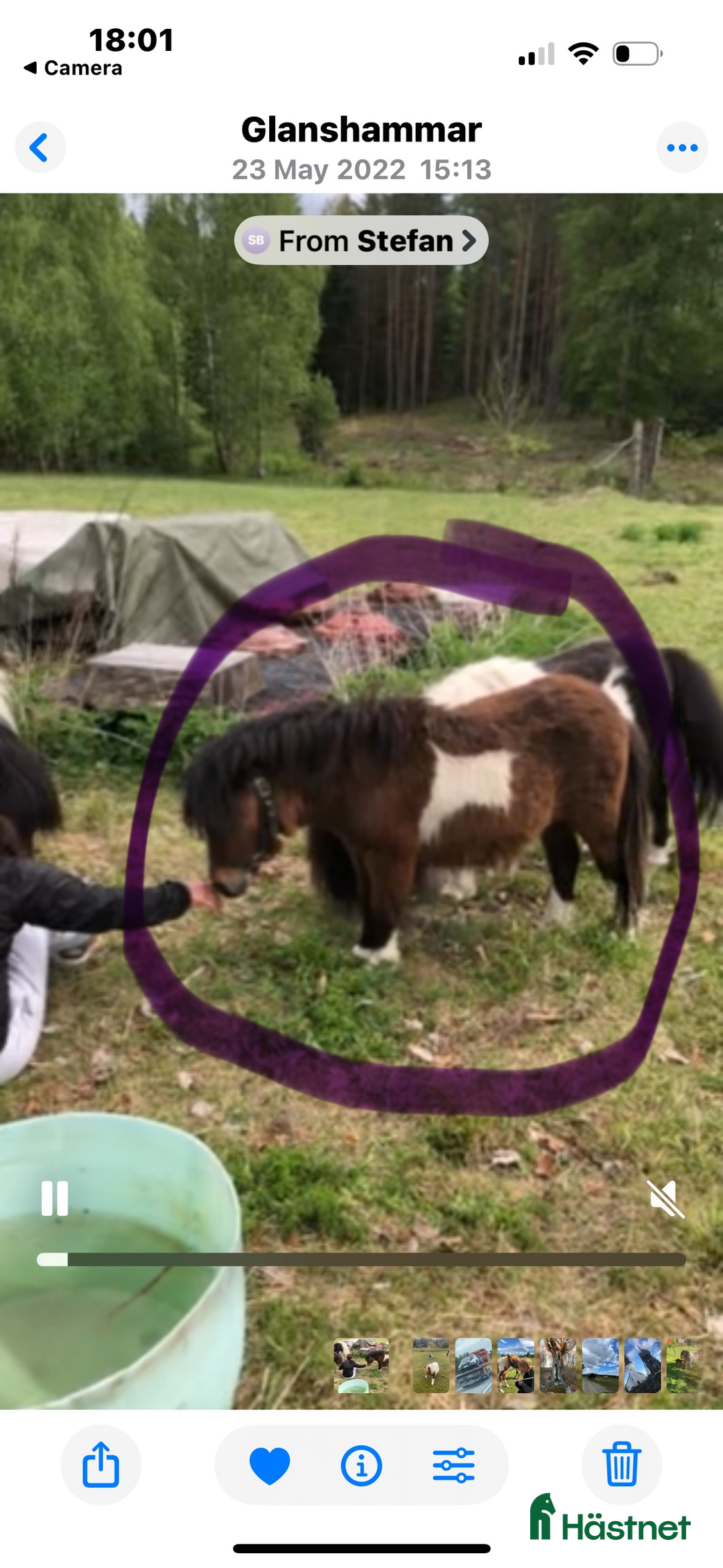 Övrigt hästar till salu: Mini Shettis  i Örebro - Annons 1