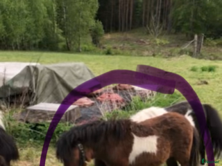 hästar Mini Shettis i Örebro - Annons 11