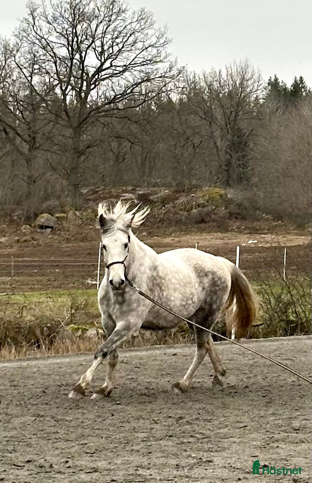 Allround hästar till salu: PRE / American curly i Fågelmara - Annons 2