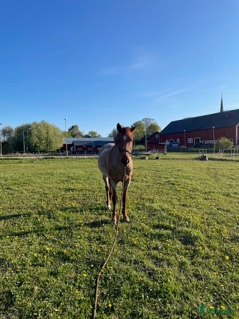  stallplats Stallplatser Asknäs, Ekerö - Annons 2