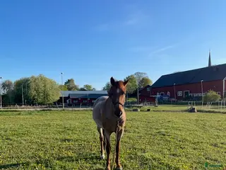 stallplats Stallplatser Asknäs, Ekerö - Annons 2